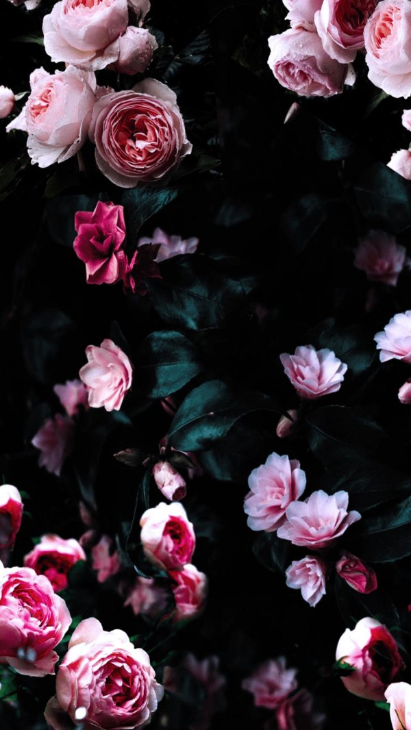 цветочные фоны