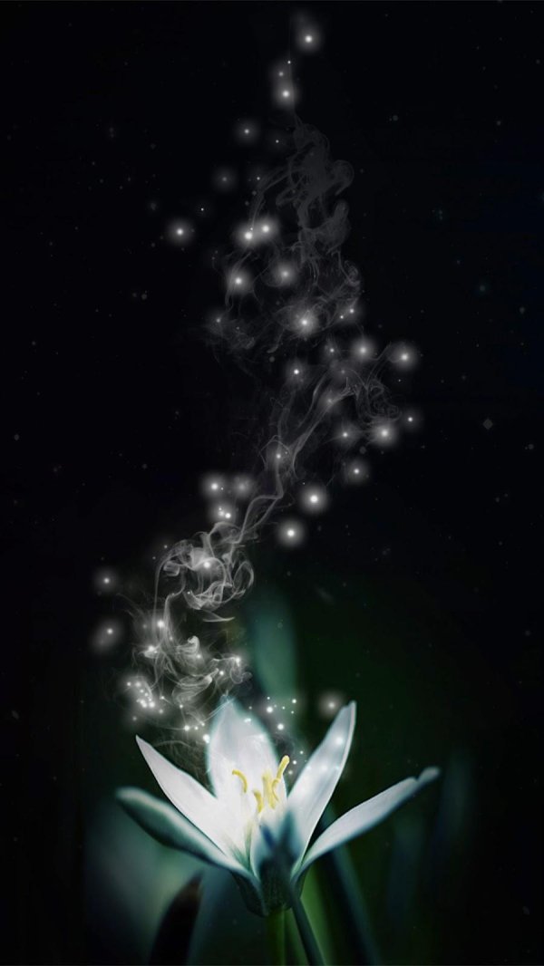 ночная лилия цветок