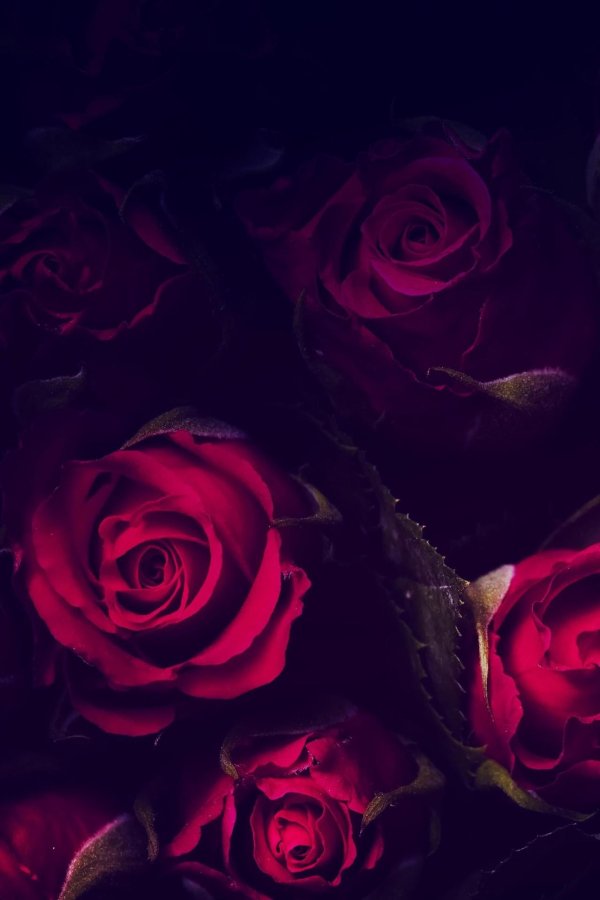 темная роза