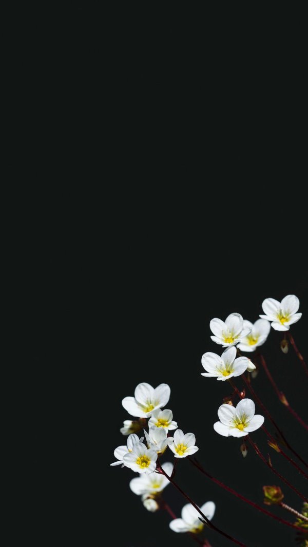 цветочные растения