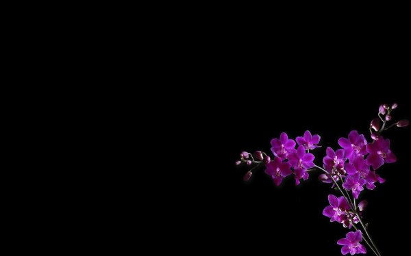 фиолетовая орхидея