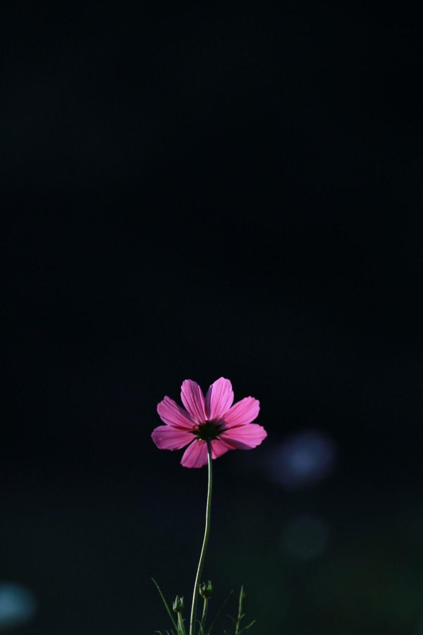 cosmos flower