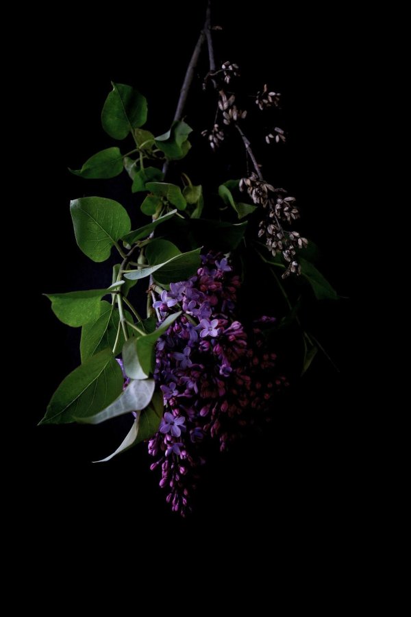 С цветами вертикальные темные