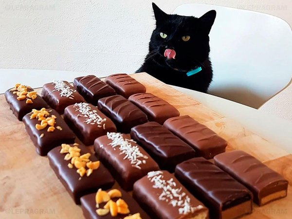 смешной черный кот