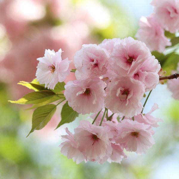 сакура белая махровая