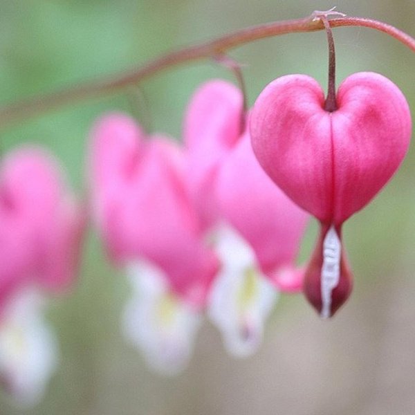 дицентра спектабилис