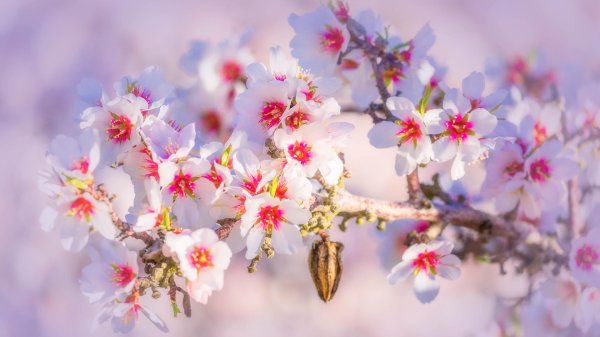 цветущий миндаль