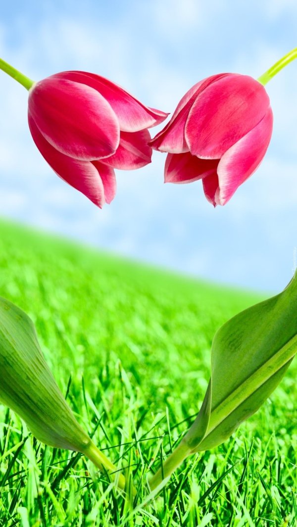 тюльпан красный