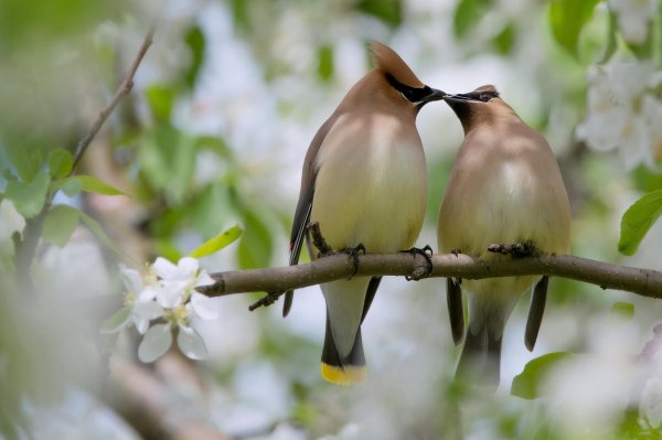 свиристель самец