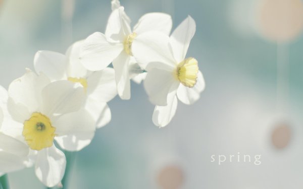 белые нарциссы