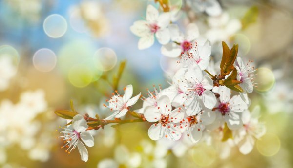 вишня цветки