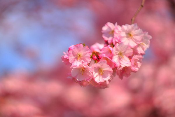 цветущая сакура