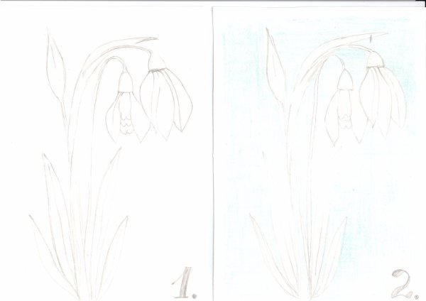 подснежники карандашом