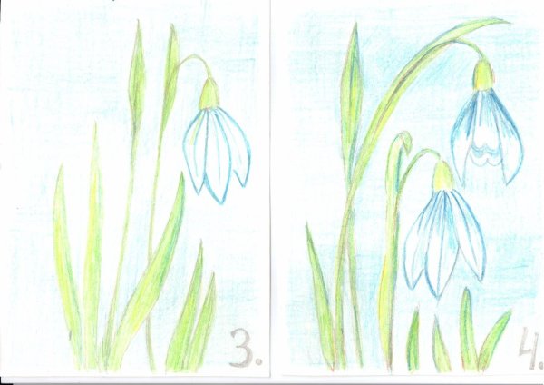 рисование первых весенних цветов