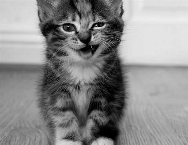 котики на аву