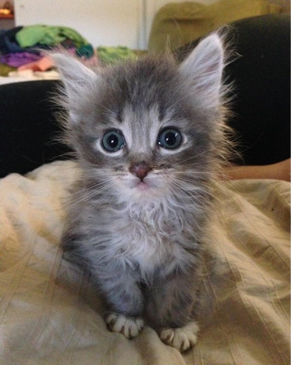 смешные маленькие котята