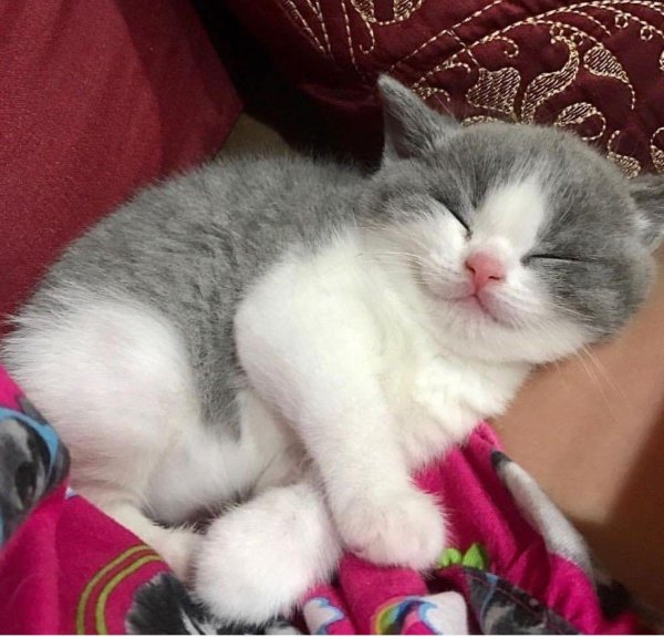 котики милые