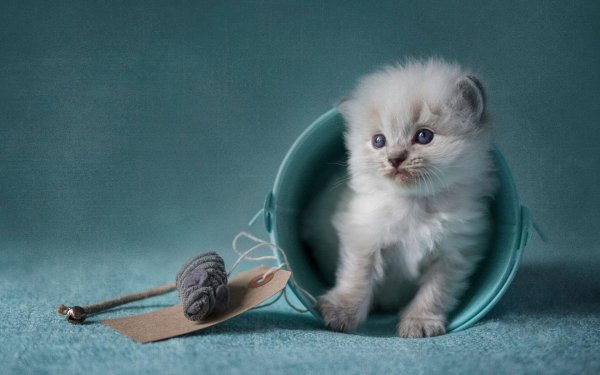 хайленд фолд блю поинт