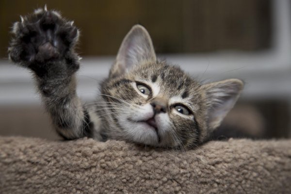 котики смешные