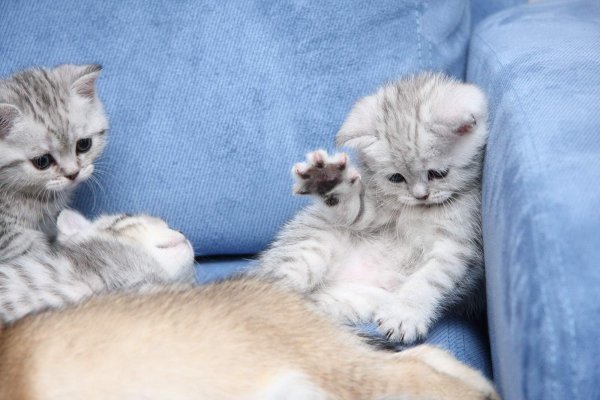 британские котята табби