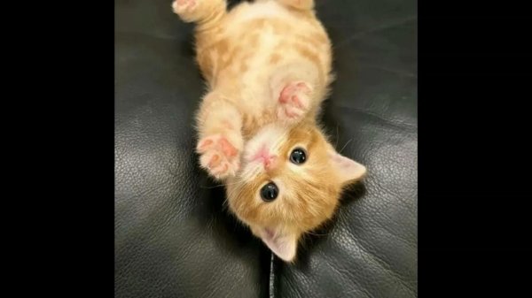 милая котик