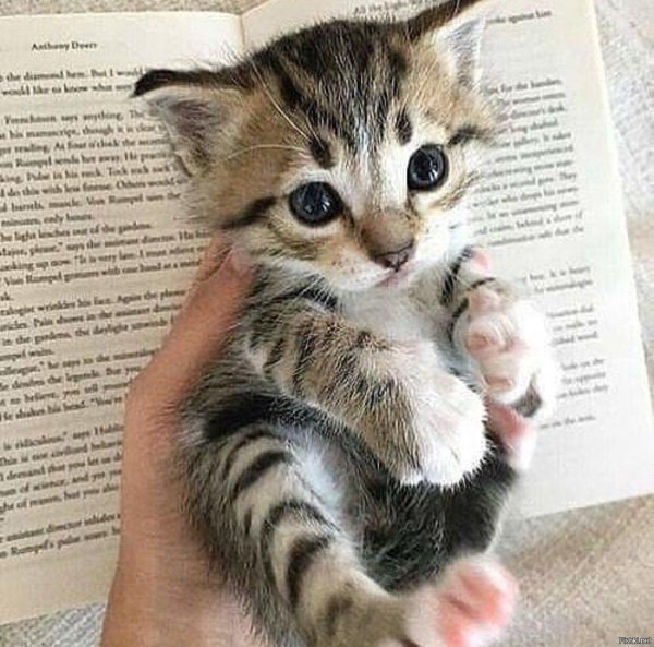 милые забавные котята