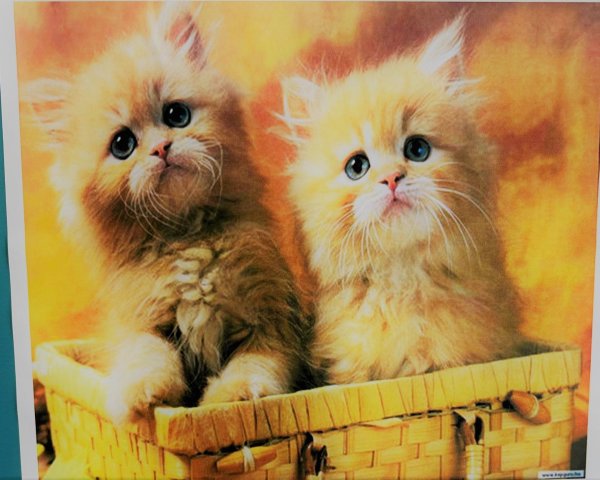 картины по номерам рыжий кот