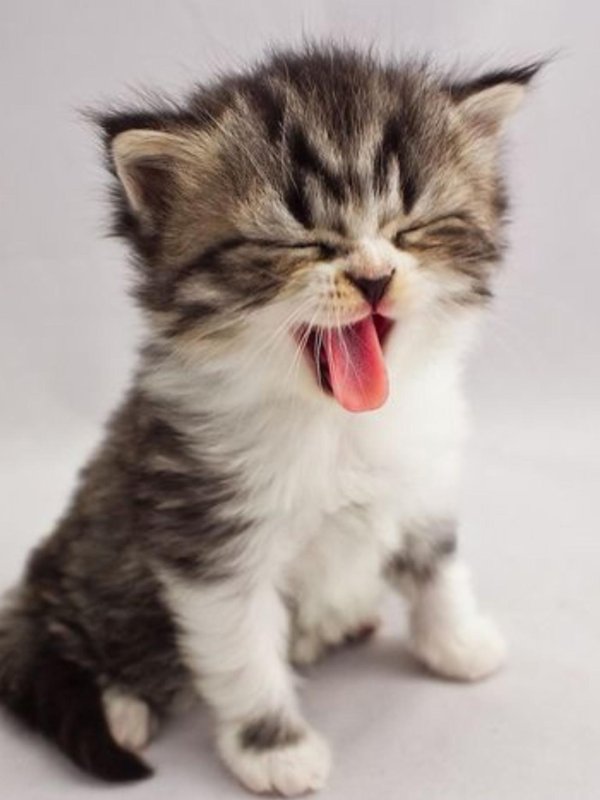 котенок маленький