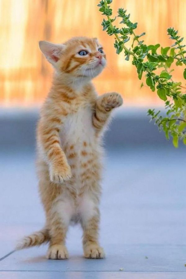 очаровательные котята