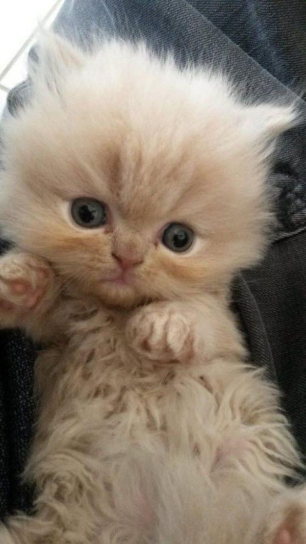 персидские котята экзоты