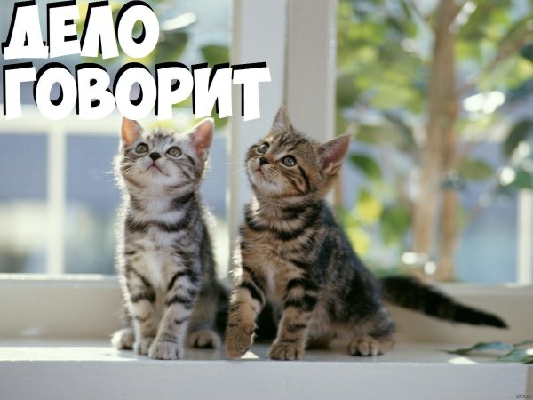 веселые котята