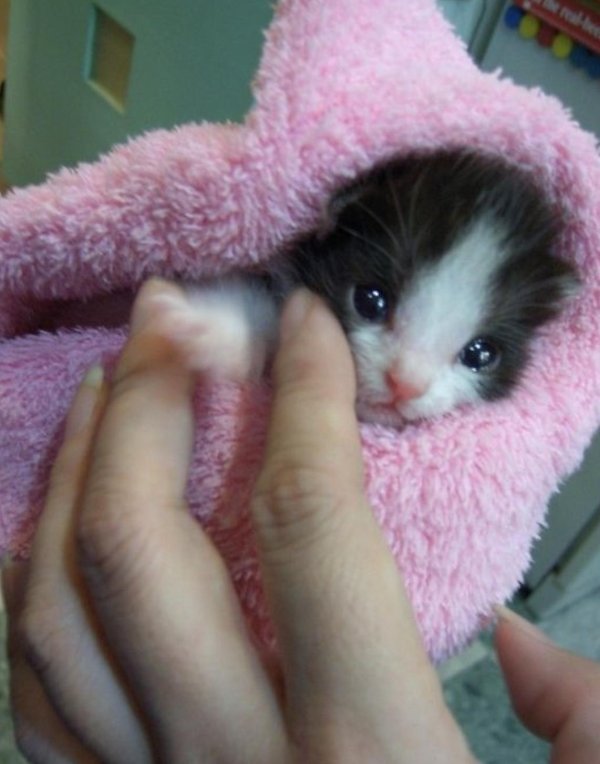 кошки маленькие