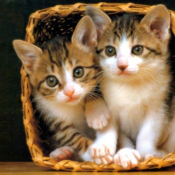 котята в корзине