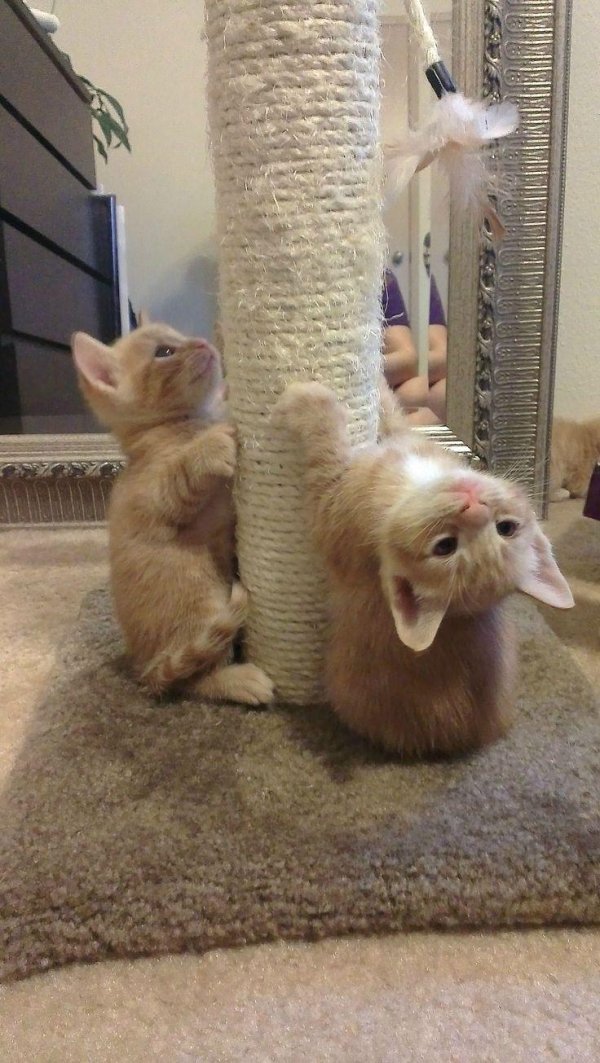 милые котики смешные