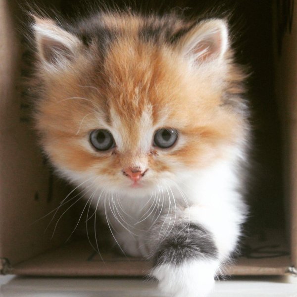 очаровательные котята