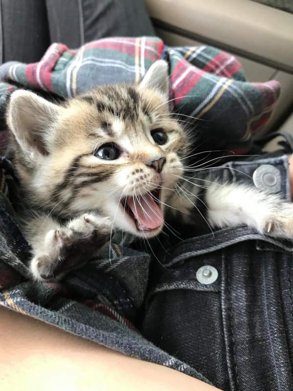 Прикольные котята