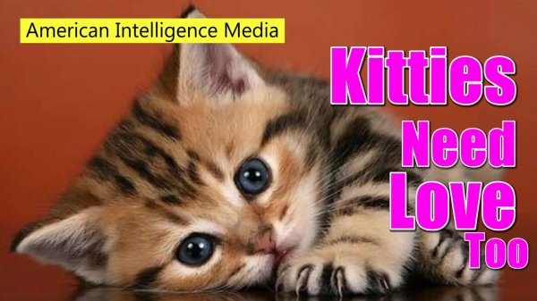 котики милые