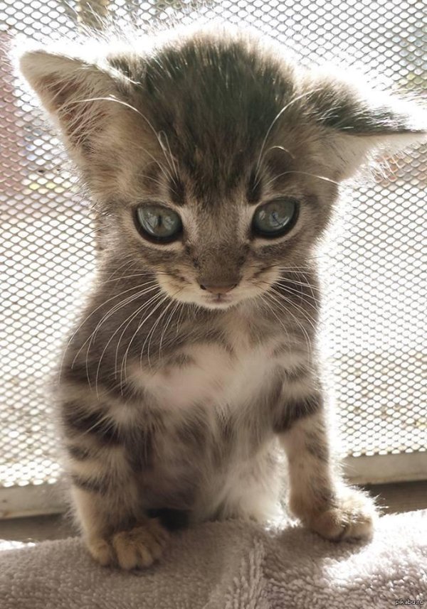 котенок маленький