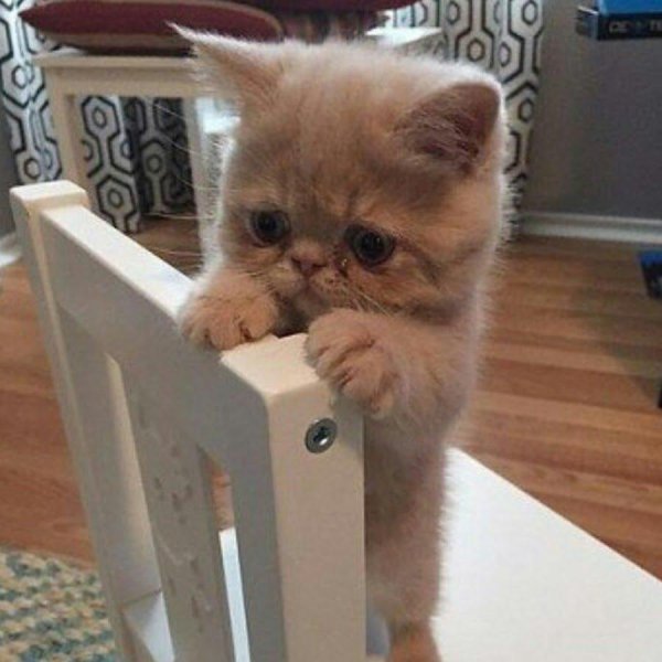 котенок экзот