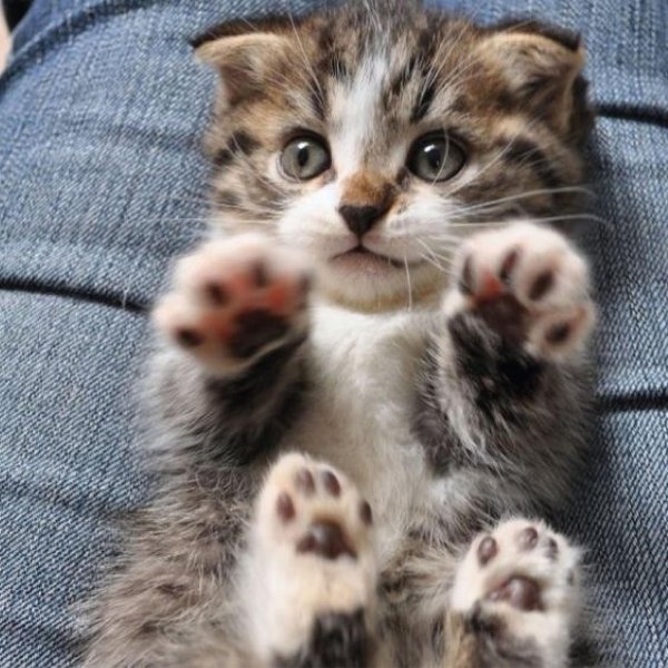 котенок красивый