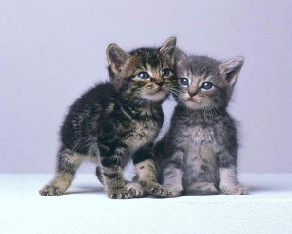 настоящих котят