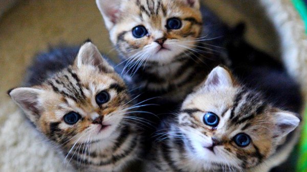 очаровательные котята