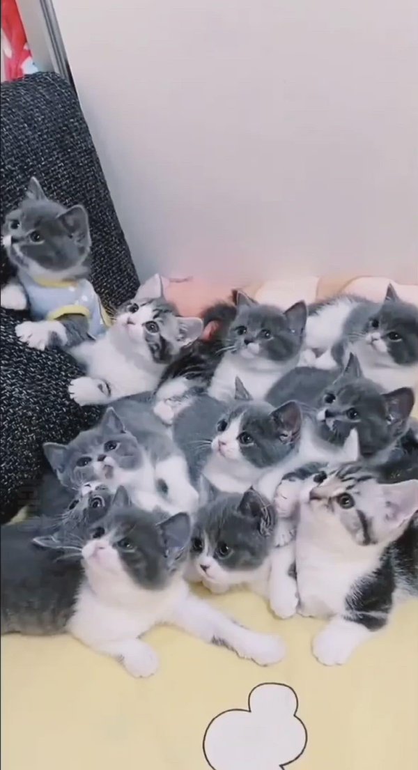 очаровательные котята