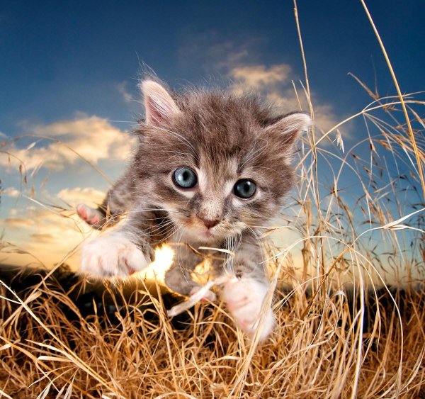 котенок маленький