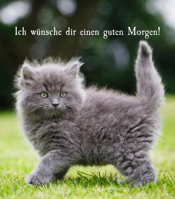 котенок пушистый