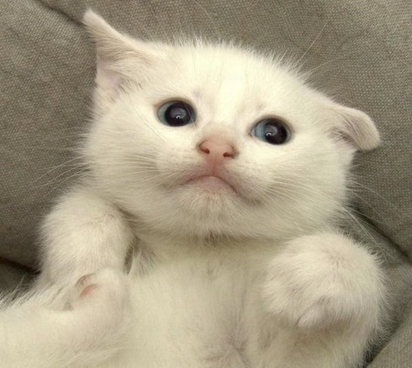 белая шотландская вислоухая кошка