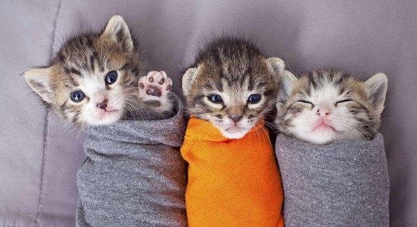 очаровательные котята