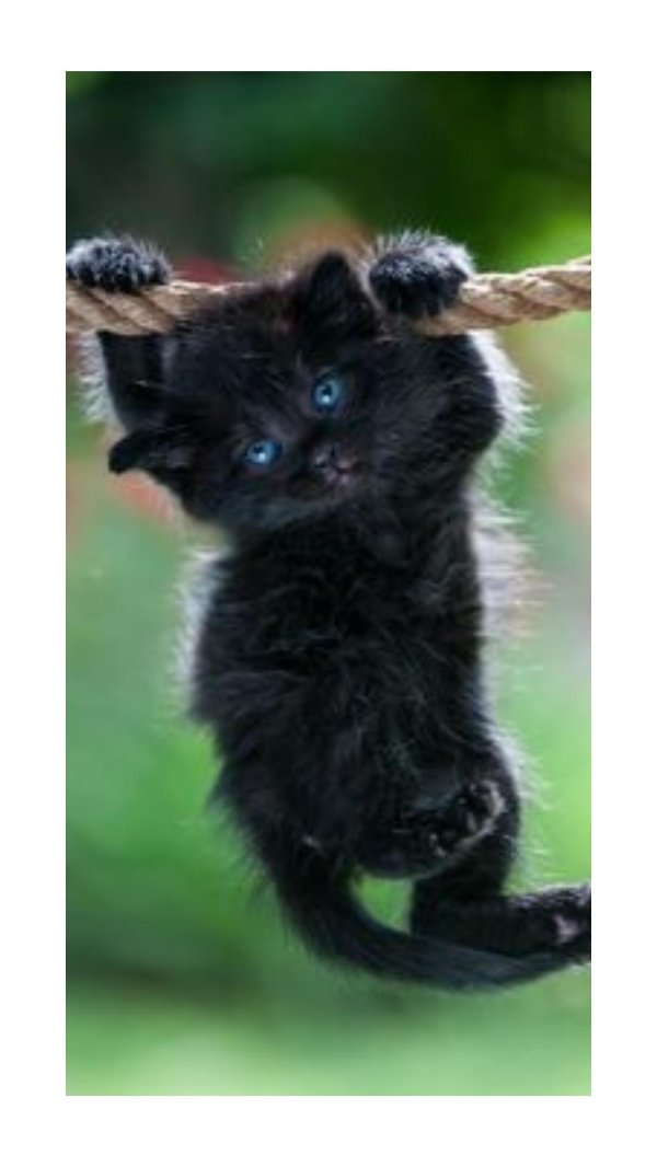 чëрный котëнок