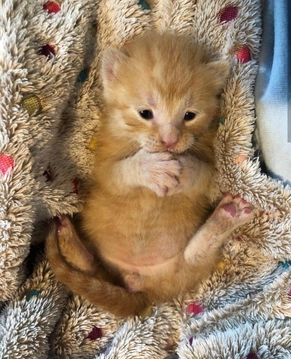 рыжие котята