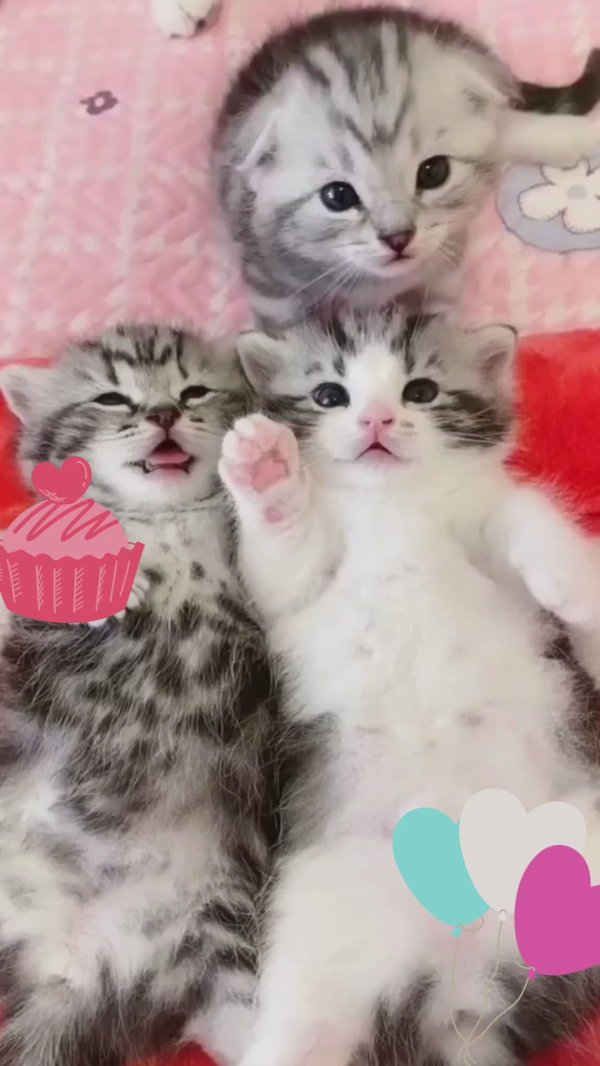 очаровательные котята